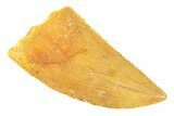 Serrated, Raptor Tooth - Real Dinosaur Tooth #294581-1